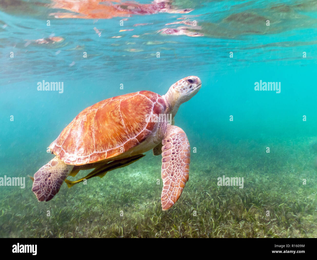 Grüne Meeresschildkröten schwimmen in Akumal Beach, Mexiko Stockfoto