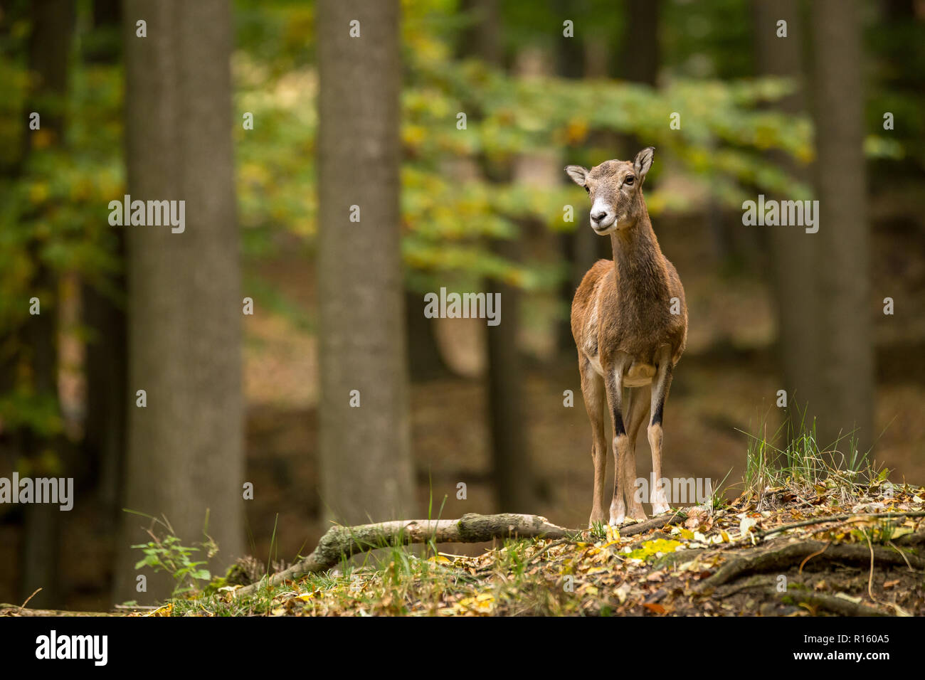 Ewe Europäischer Mufflon (Ovis orientalis Musimon), die in der Asche Wald, wilde Natur der Tschechischen Republik Stockfoto