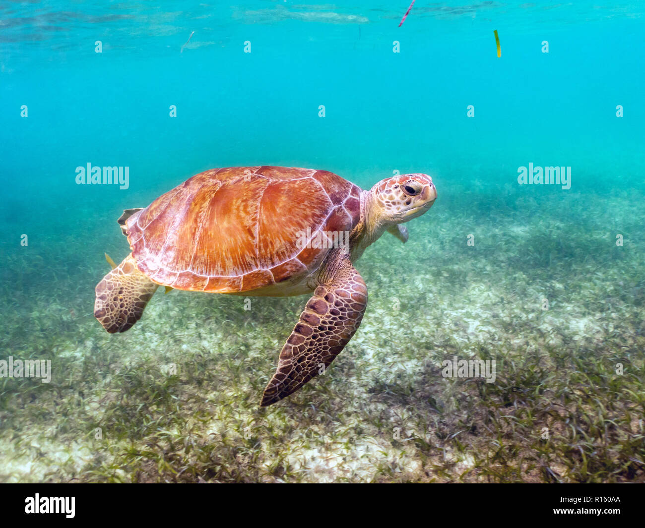 Grüne Meeresschildkröten schwimmen in Akumal Beach, Mexiko Stockfoto