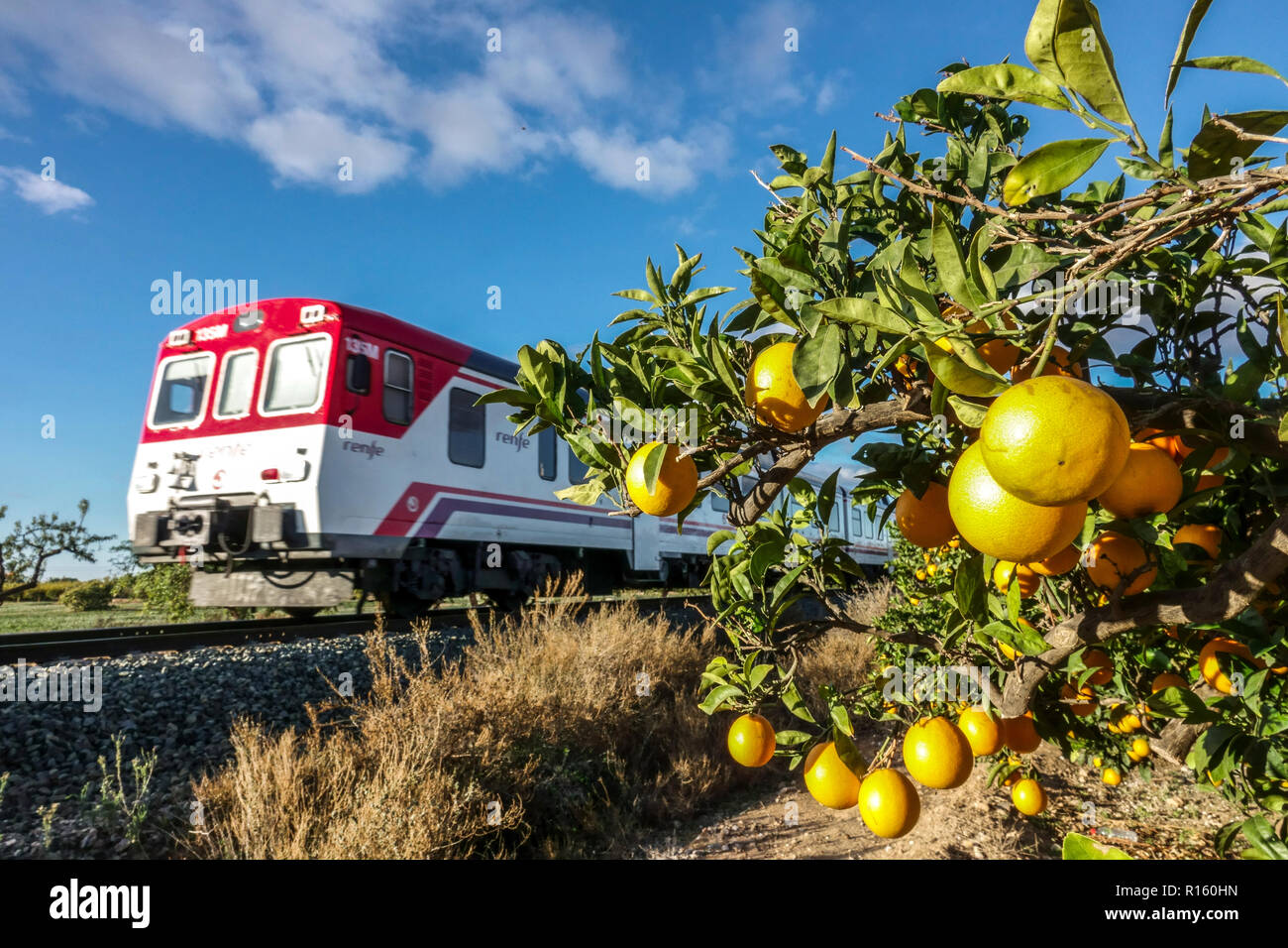 Spanien Zug zwischen Alicante und Elche durch die Landschaft mit der reife Orangen, Region Valencia Stockfoto
