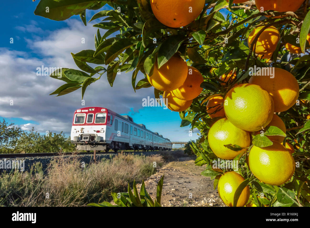 Zug Spanien, zwischen Alicante und Elche durch die Landschaft mit der reife Orangen, Region Valencia Stockfoto