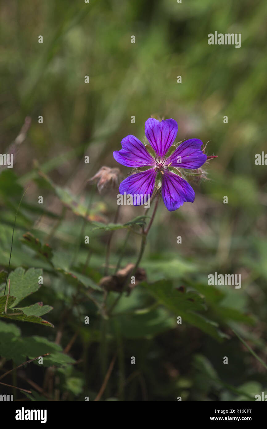 Geranium gymnocaulon Blumen im Kaukasus. Alpine Stockfoto