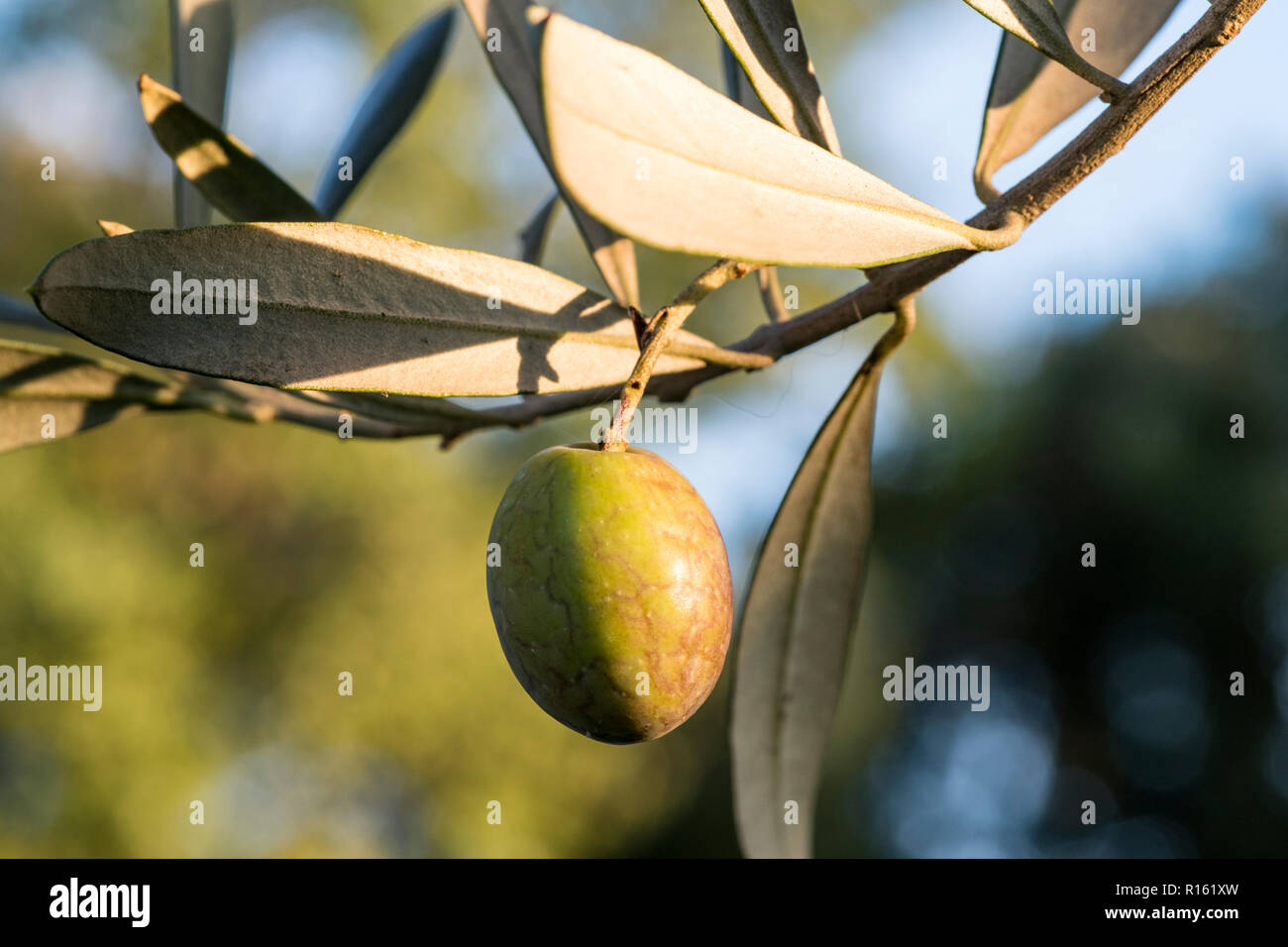Einzelne grüne Olive auf einer Zweigstelle aus Südfrankreich, die frische, biologische Produkte repräsentiert, die ideal für die Produktion von Premium-Olivenöl und lokalen Erzeugnissen sind Stockfoto