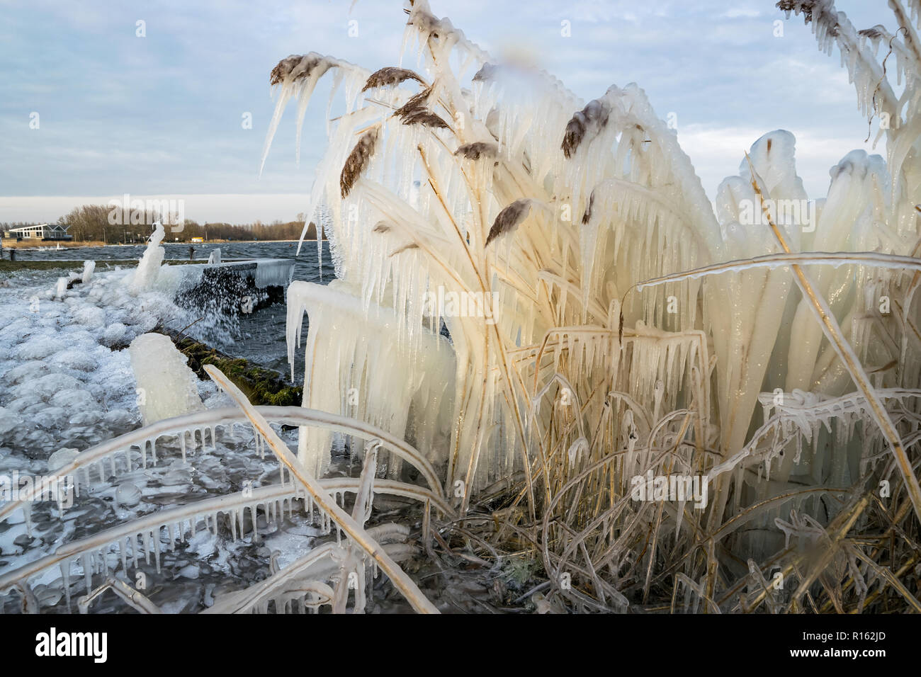 Eiszapfen an Schilf, von plätschernden Wellen von einfrierendem Wasser am Ufer eines Sees während einer Kältewelle im Winter in den Niederlanden verursacht. Stockfoto