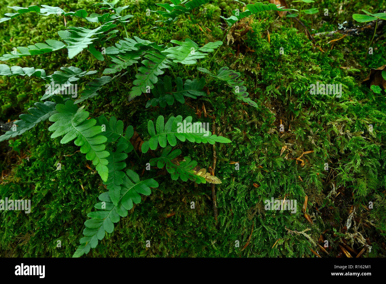 Moos und Farnen im Wald, Grün Stockfoto
