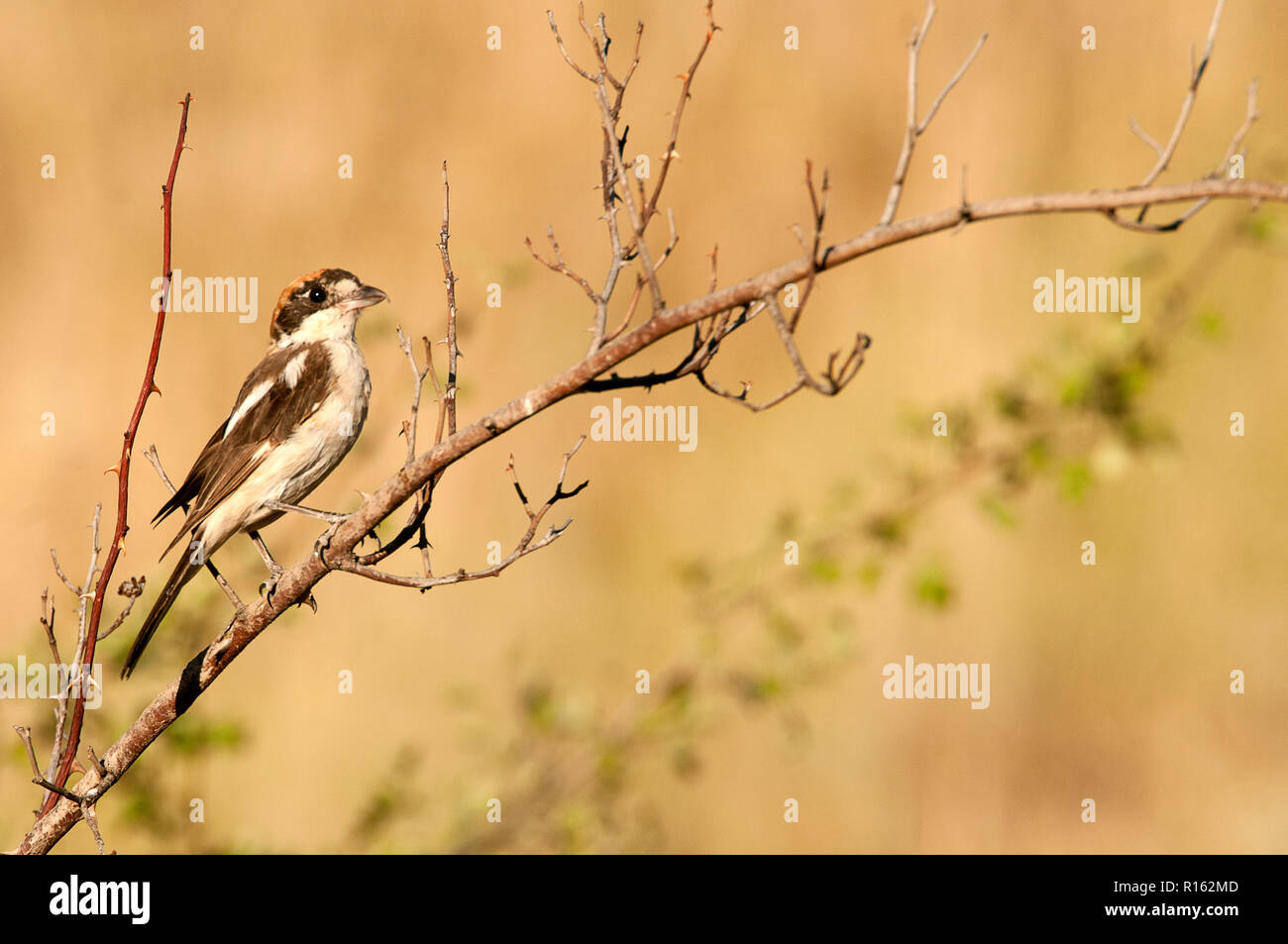 Rotkopfwürger shrike. Lanius Senator, auf einem Zweig sitzend Stockfoto