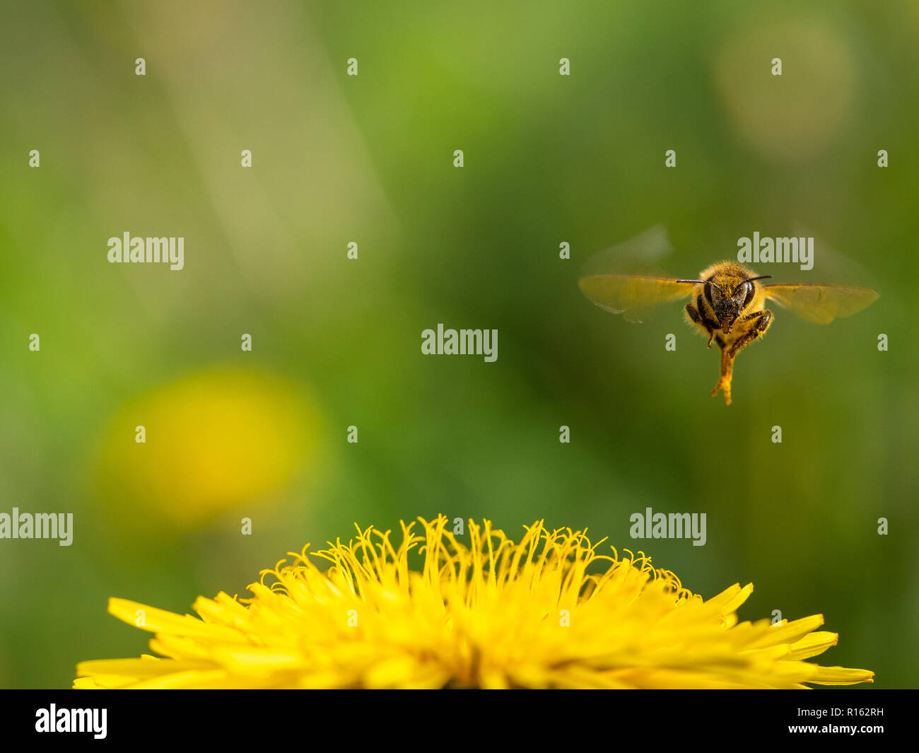 Flying Honig Biene auf einer Blume Stockfoto