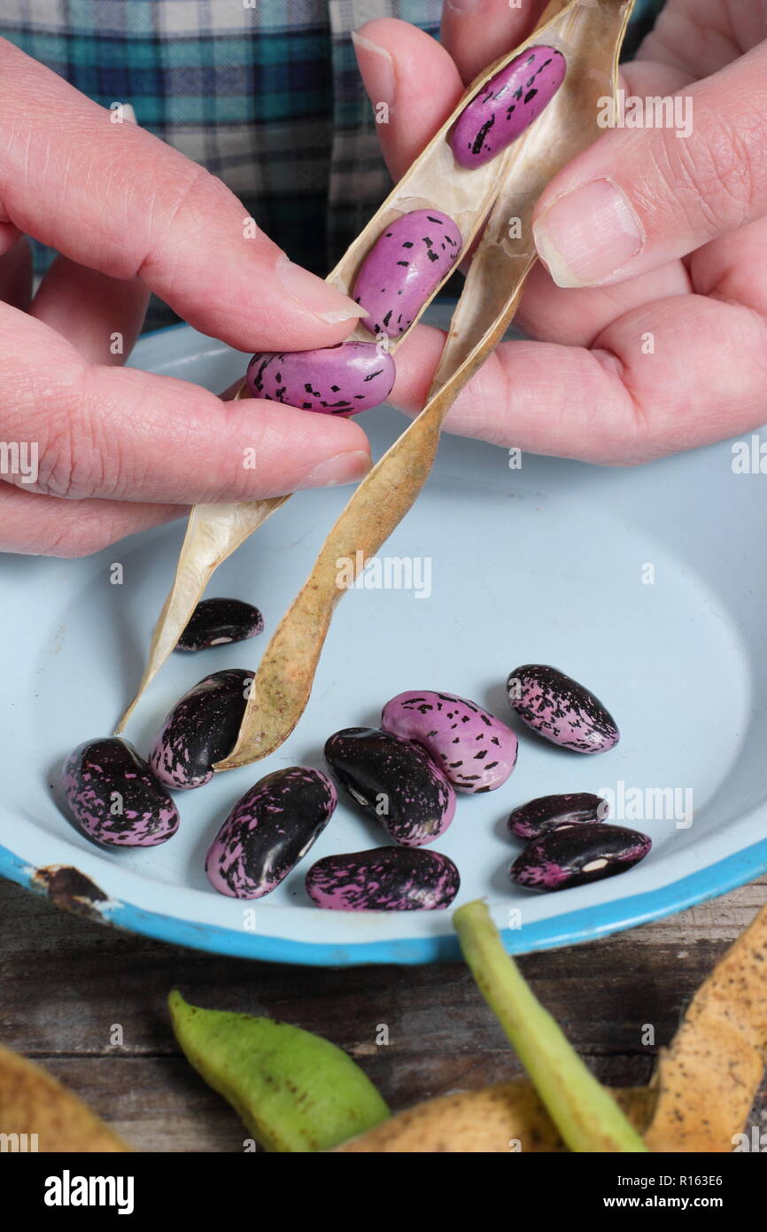 Phaseolus coccineus. Getrocknete Samen der prunkbohne Scarlet Emperor' sind von ihren Hülsen für das Speichern entfernt, Großbritannien Stockfoto