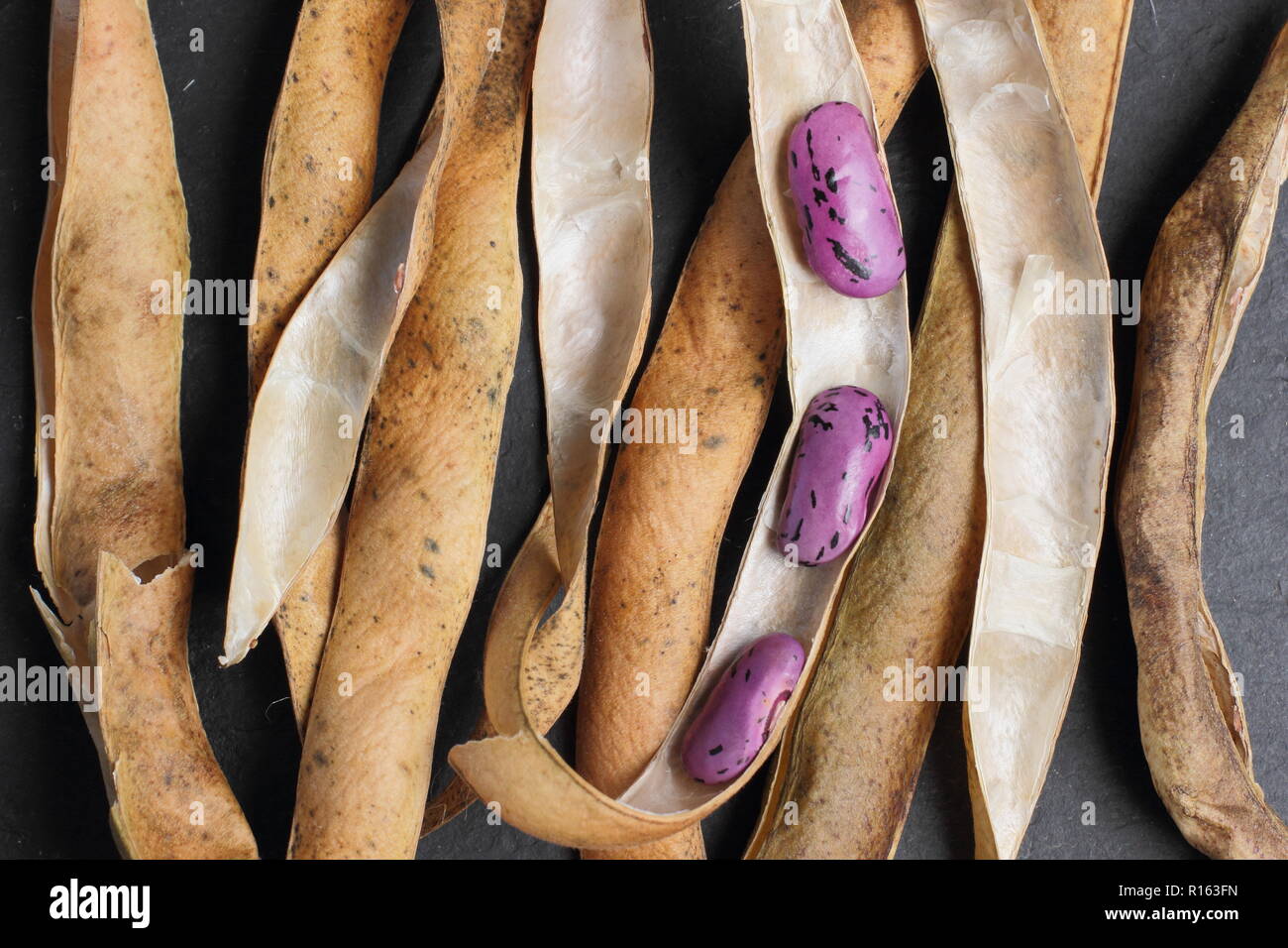 Von Phaseolus coccineus carlet Kaiser'. Speichern runner bean Saatgut aus getrockneten Hülsen, Großbritannien Stockfoto