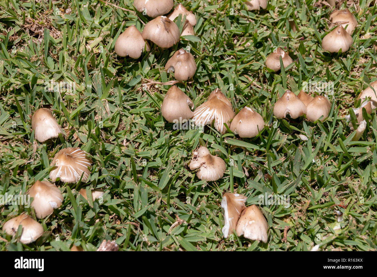 Eine Nahaufnahme einer Gruppe wild braune Pilze wachsen und durch das grüne Gras in einen Garten Stockfoto