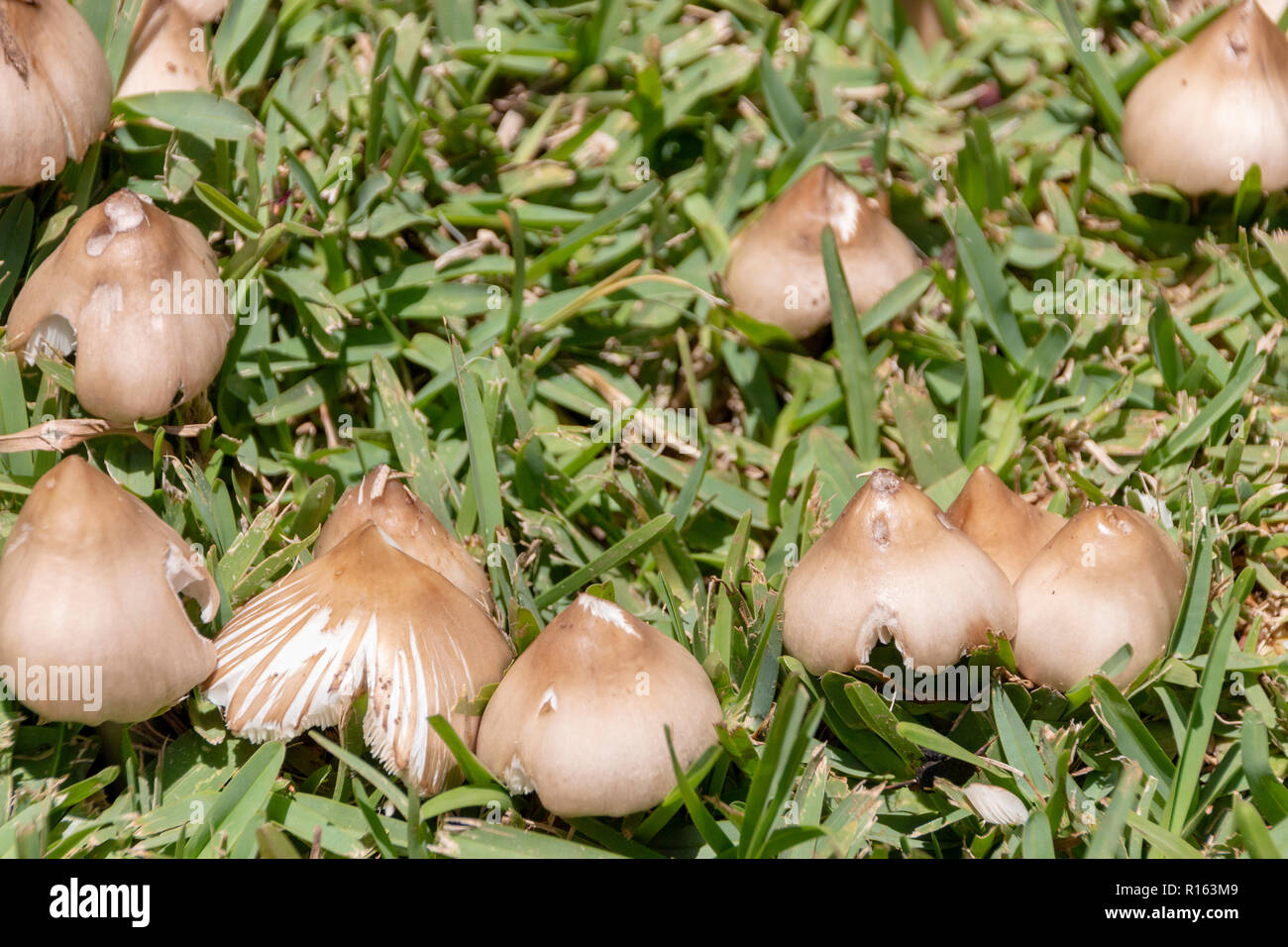 Eine Nahaufnahme der wilde braune Pilze wachsen und durch das grüne Gras in einen Garten Stockfoto