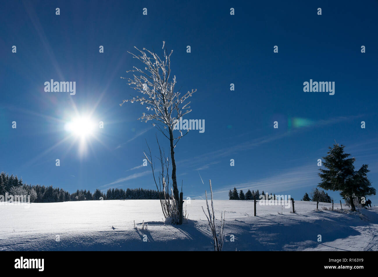 Winterlandschaft. Kalter Tag und blus Sky, Schwarzwald, Deutschland Stockfoto