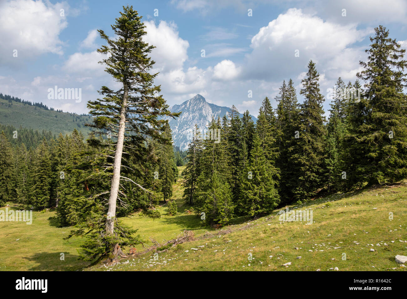 Blick von der Postalm Spaziergang, in der Nähe von Strobl, Österreich Stockfoto