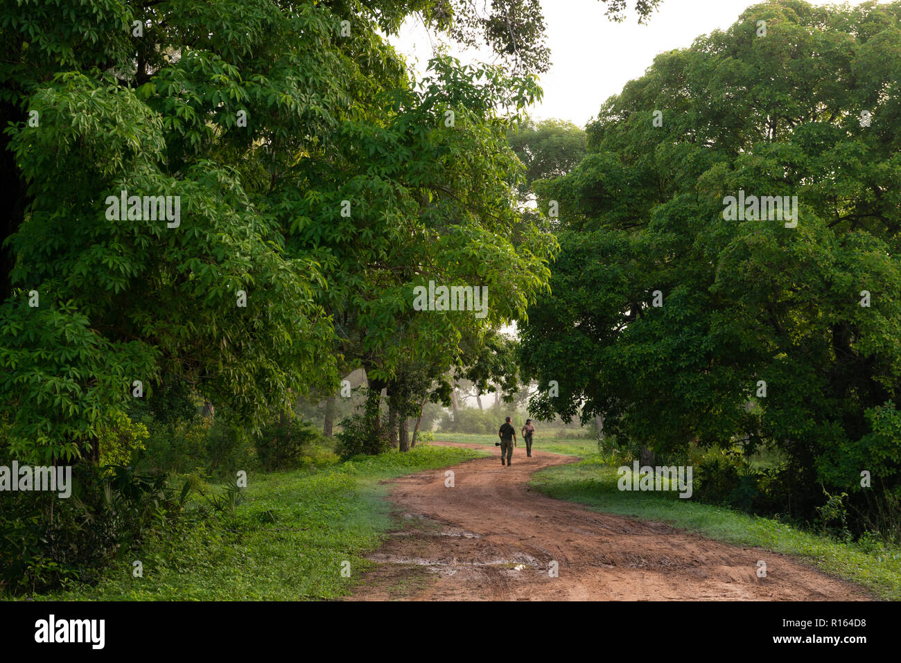 Ein Feldweg in Nord Pantanal, Brasilien Stockfoto