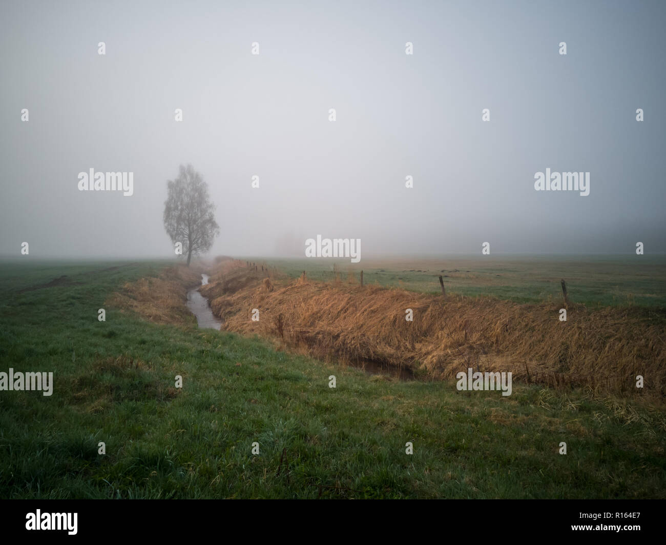 Baum Silhouette in einem frühen Morgen neben der Landstraße mit einem Feld in einem Vorder- und einem schweren Nebel im Hintergrund Stockfoto