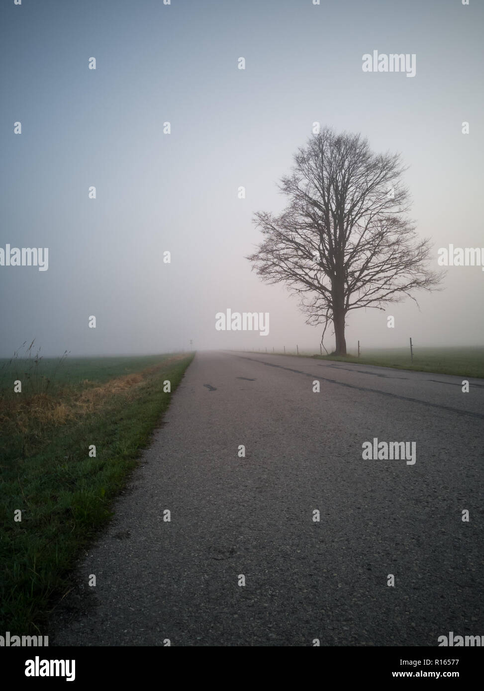 Baum Silhouette in einem frühen Morgen neben der Landstraße mit einer schweren Nebel im Hintergrund Stockfoto