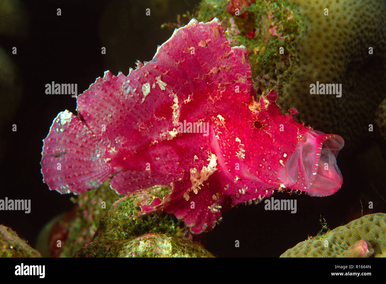 Leaf Scorpionfish (Taenianotus triacanthus), offenen Mund, Wakatobi Island, Sulawesi, Indonesien Stockfoto