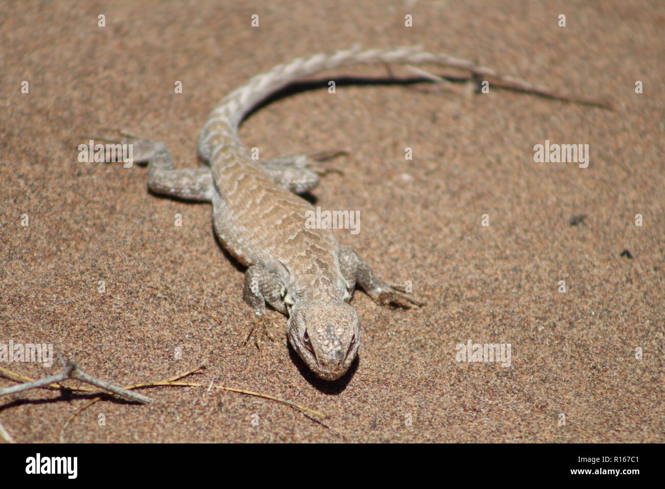 Lizard thront auf Dünen die Sonne genießen. Stockfoto