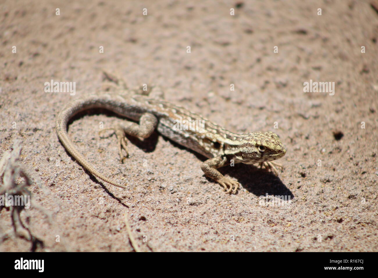 Schwer fassbaren Eidechse, zwischen den Felsen entdeckt. Stockfoto