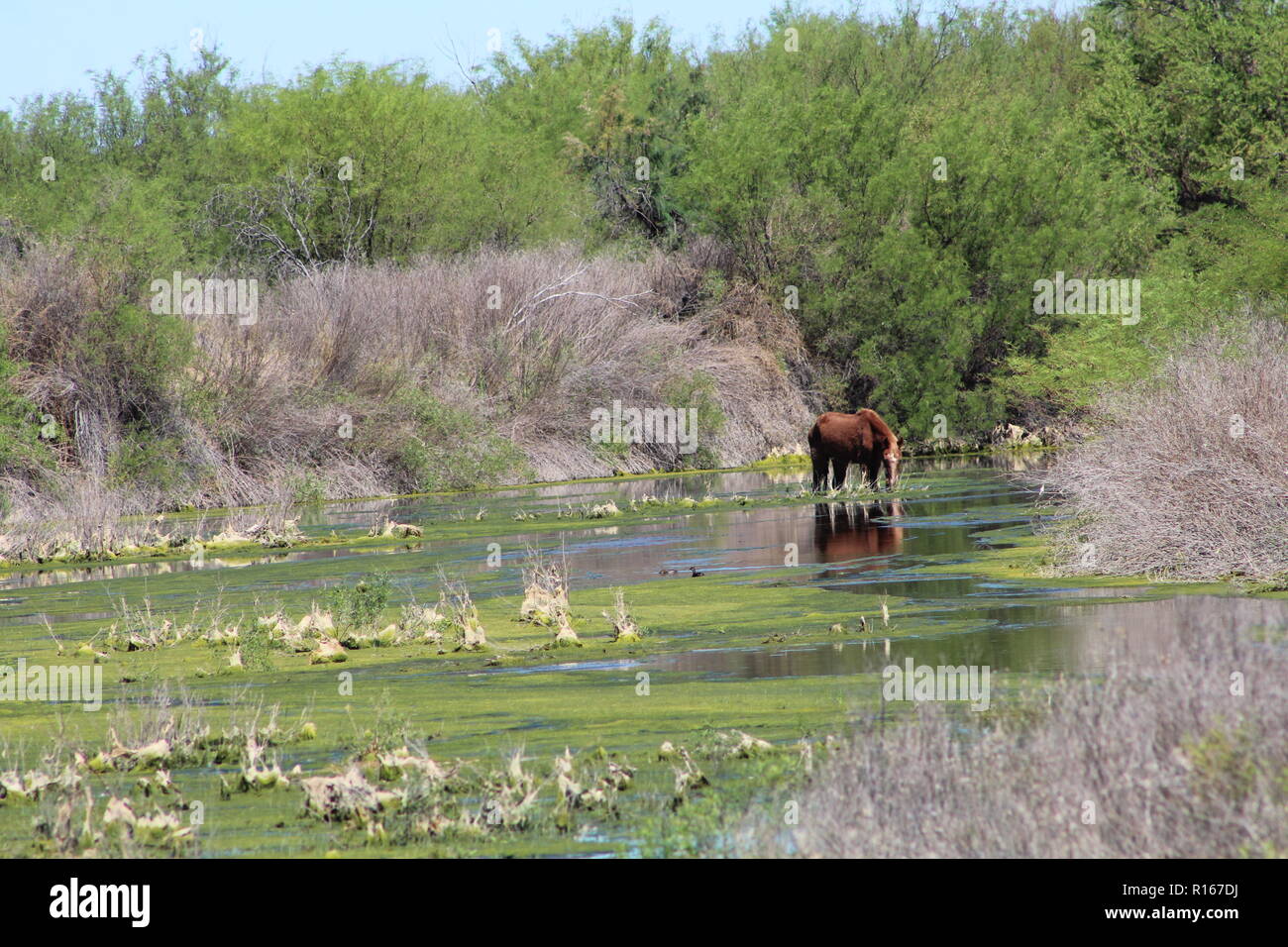 Pferd Trinkwasser in den Fluss, der die Verbindung mit der Lagunen von guanacache, San Juan, Argentinien. Stockfoto