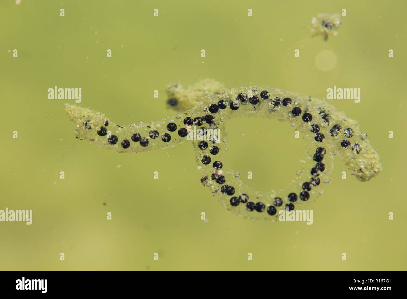 Amphibian eier Rhinella arenarum in einem Teich, Santa Lucía, San Juan, Argentinien Stockfoto