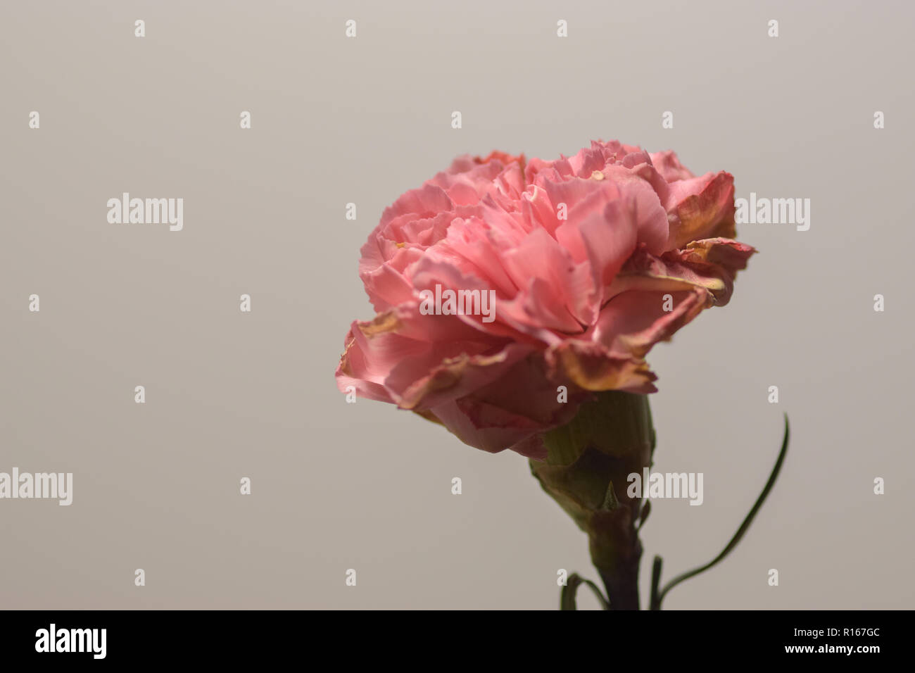 Desktop Hintergrundbild Blume, Fotografie, Baumwolle, minimalistisch, Pflanze, Natur, Farbe, Sommer, Pastell, Hintergrund, horizontal, Makro, Beauty Stockfoto