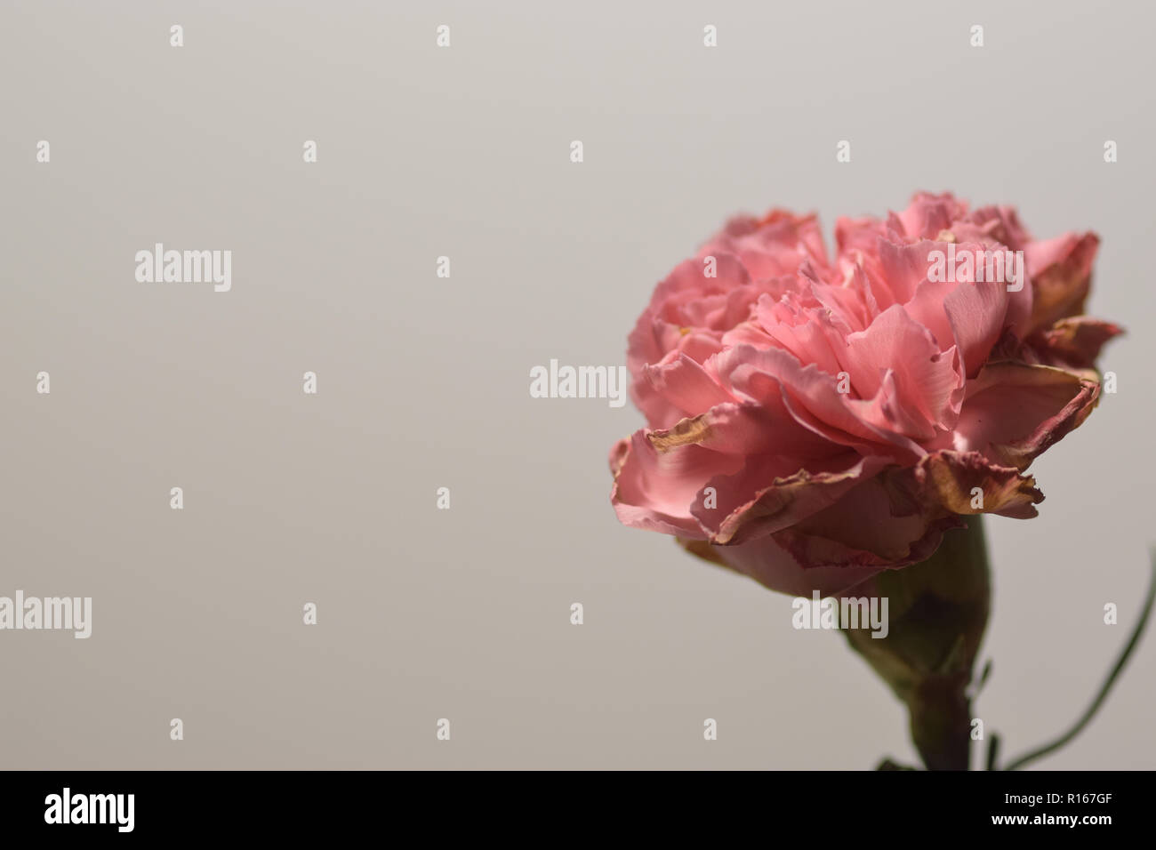 Desktop Hintergrundbild Blume, Fotografie, Baumwolle, minimalistisch, Pflanze, Natur, Farbe, Sommer, Pastell, Hintergrund, horizontal, Makro, Beauty Stockfoto