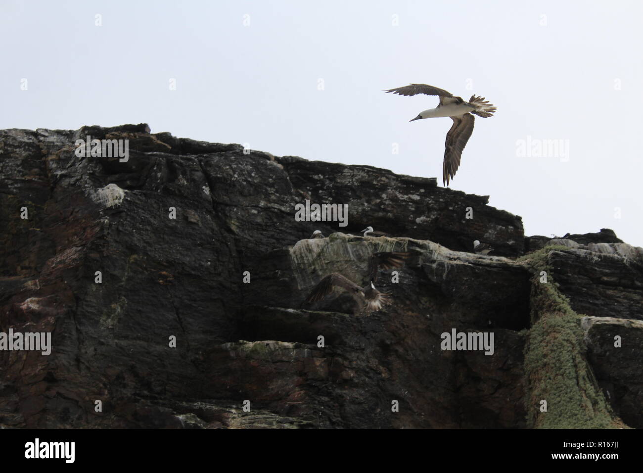 Seabird im Flug. Für weiter, um ihren Artgenossen posiert auf dem Felsen. Stockfoto