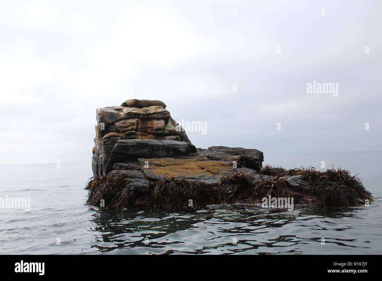 Sea Wolf sonnen sich auf den Felsen in den Pazifischen Ozean. Stockfoto