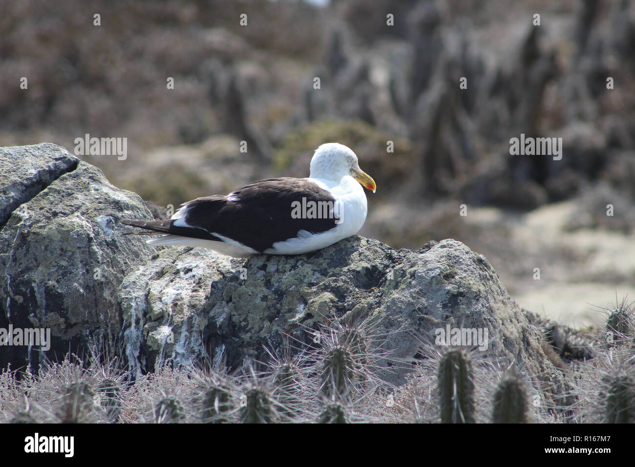 Möwe ruht in den Morgen über Rock der Isla Damas, Chile. Stockfoto