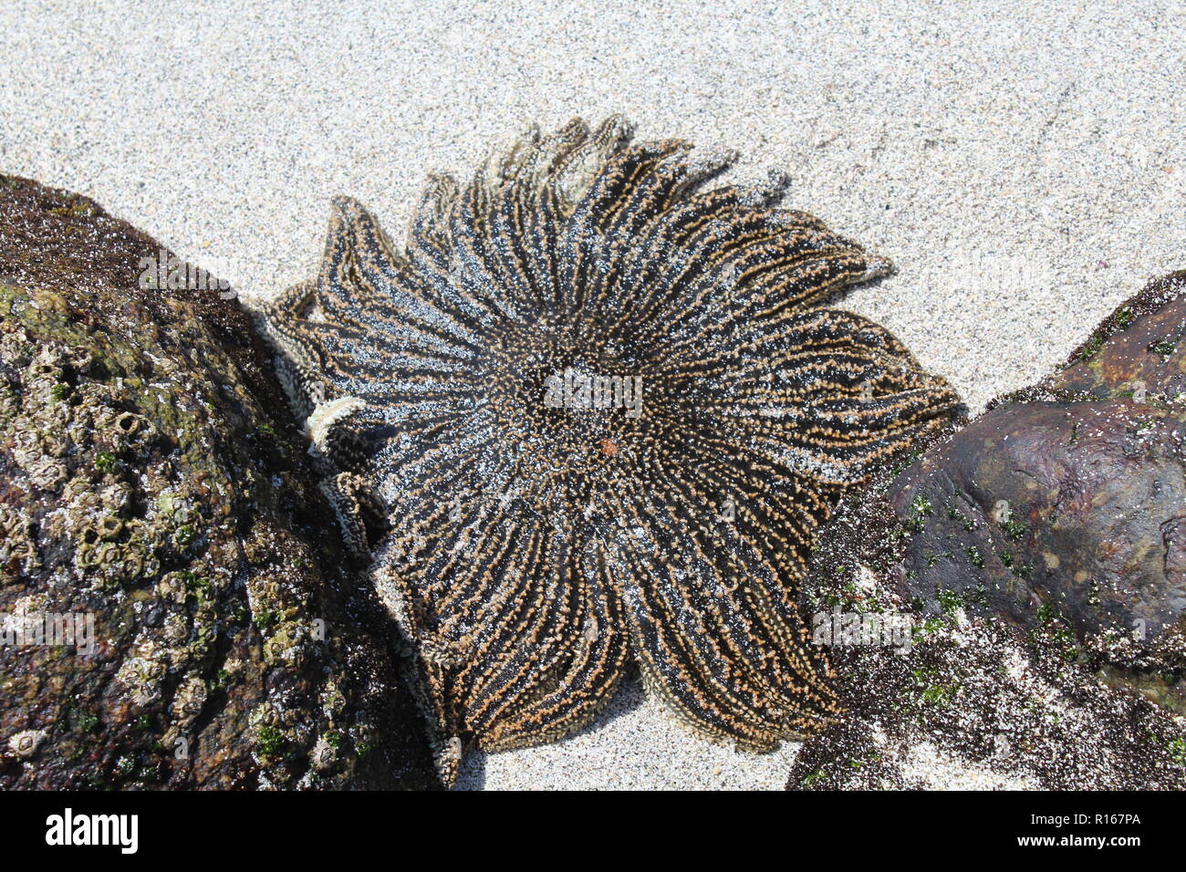 Neugierig starfish am Strand von Damas Island, Chile. Stockfoto