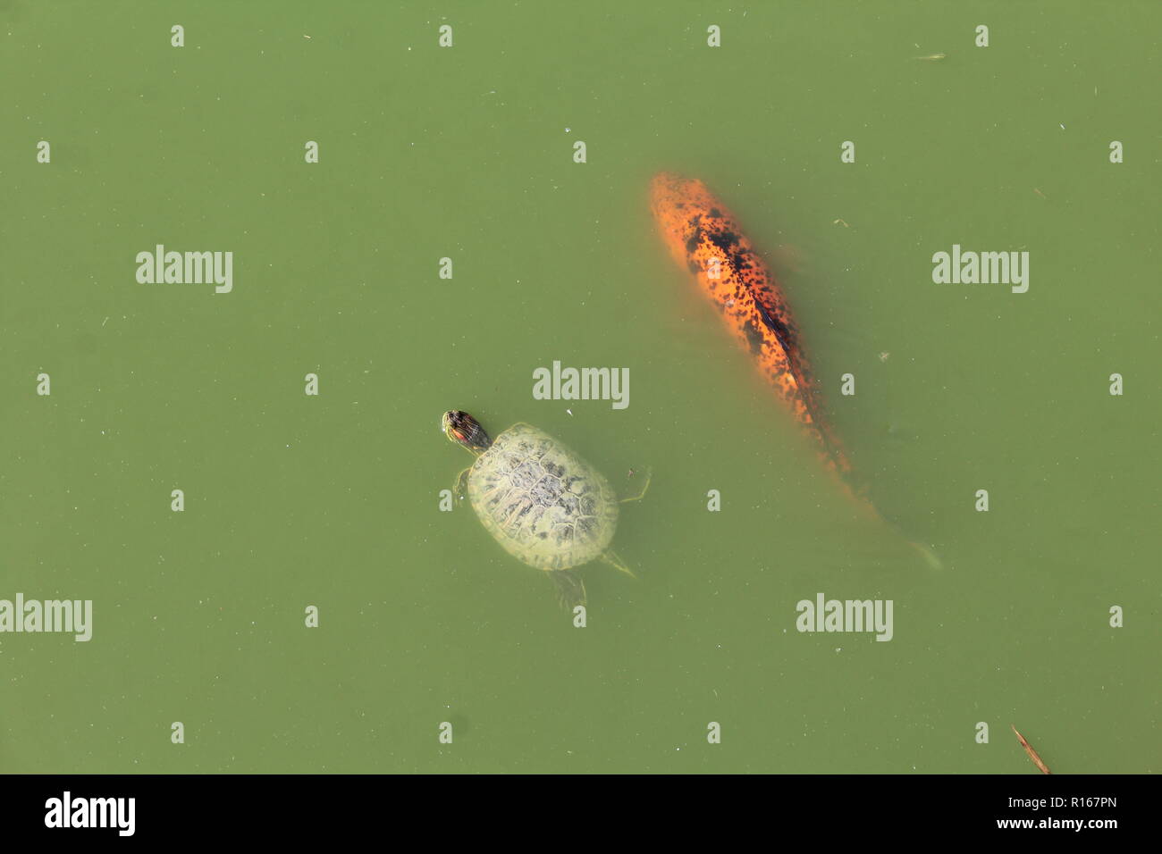 Coi Fischen und Schildkröten schwimmen in der gleichen Richtung in einem Teich. Stockfoto