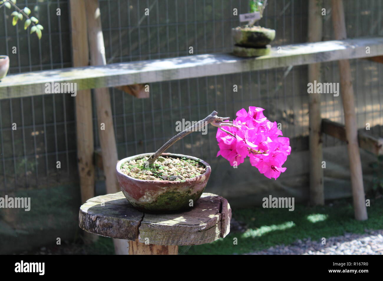 Schöne bonsai Blume. Stockfoto