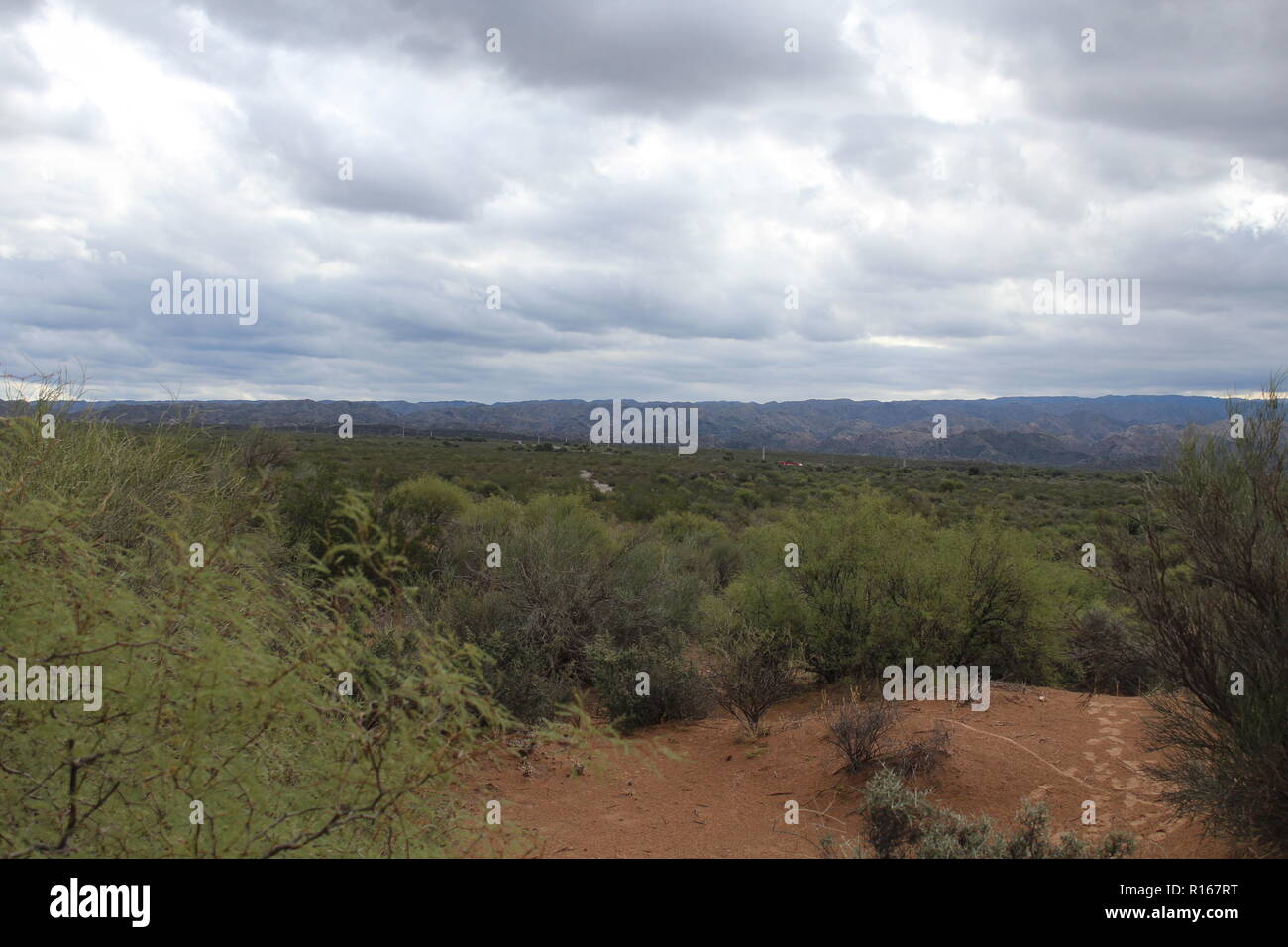 Landschaft aus Dünen, mit seinen charakteristischen Strauch Schichten. Stockfoto