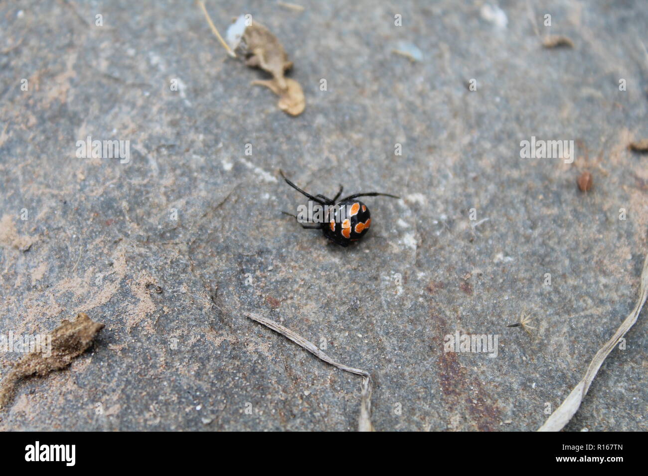 Spinne der Gattung Latrodectus spp Fälschen von seinem Tod (tanatosis). Stockfoto