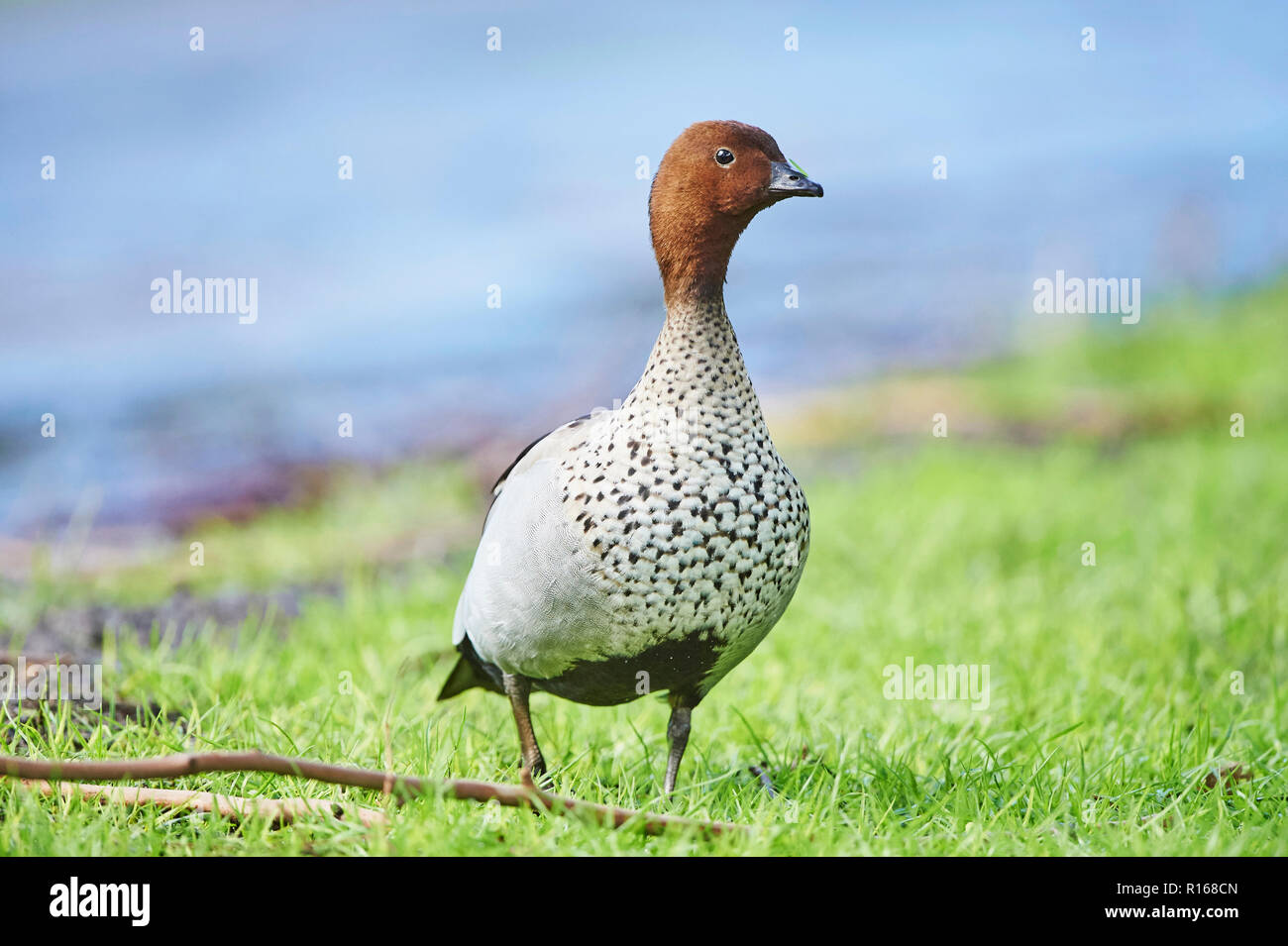 Australische Holz Ente (Chenonetta jubata), männlich auf der Wiese, Great Otway National Park, Victoria, Australien Stockfoto