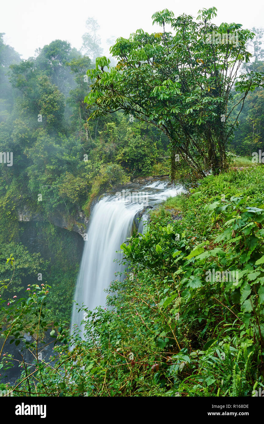 Zillie Falls im Regenwald, Queensland, Australien Stockfoto