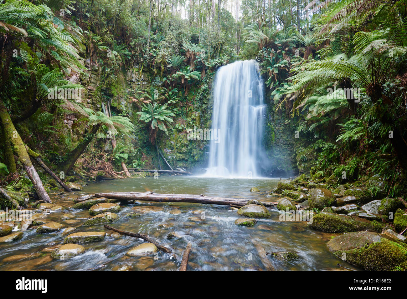 Beauchamp fällt in den Regenwald, Great Otway National Park, Victoria, Australien Stockfoto