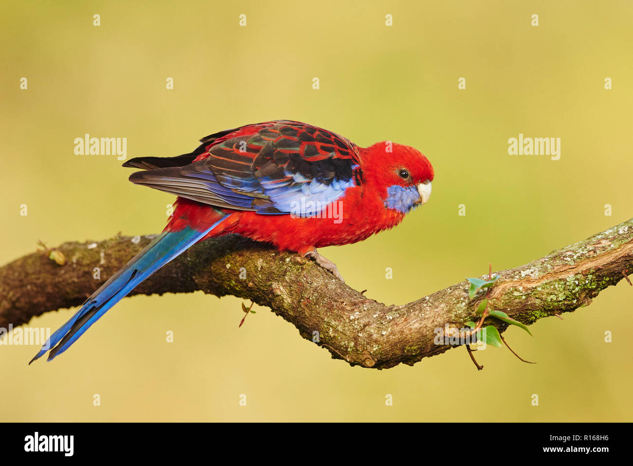 Crimson Rosella (Platycercus elegans), sitzt auf einem Ast, Lamington National Park, Queensland, Australien Stockfoto