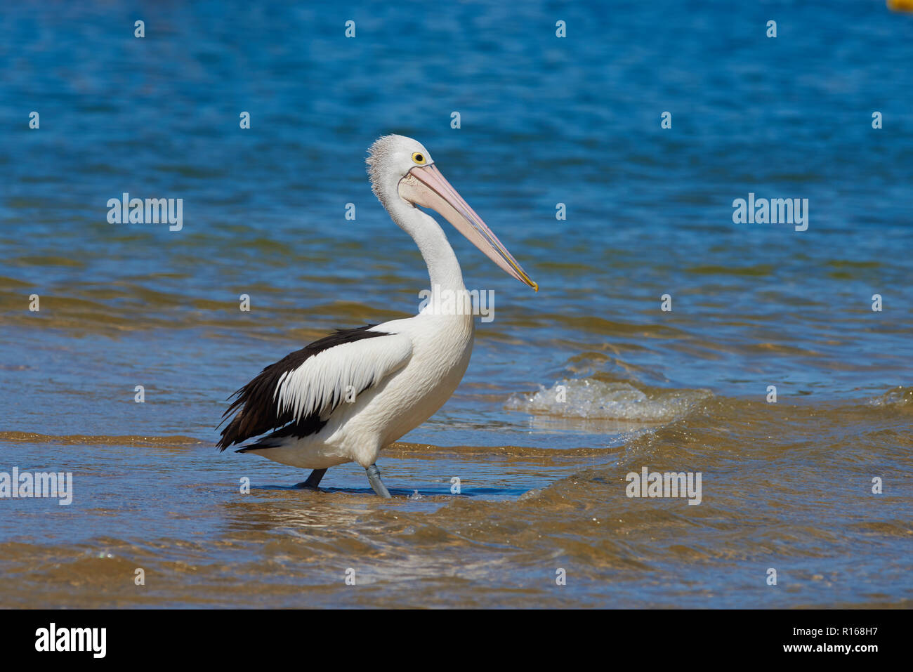 Australian Pelican (Pelecanus conspicillatus) zu Fuß im Wasser, Millards Creek, New South Wales, Australien Stockfoto