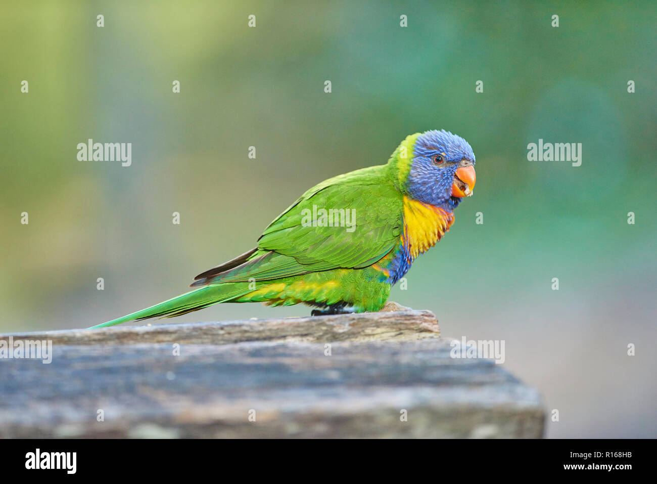 Rainbow lorikeet (trichoglossus Moluccanus), Kiesstrand, Victoria, Australien Stockfoto