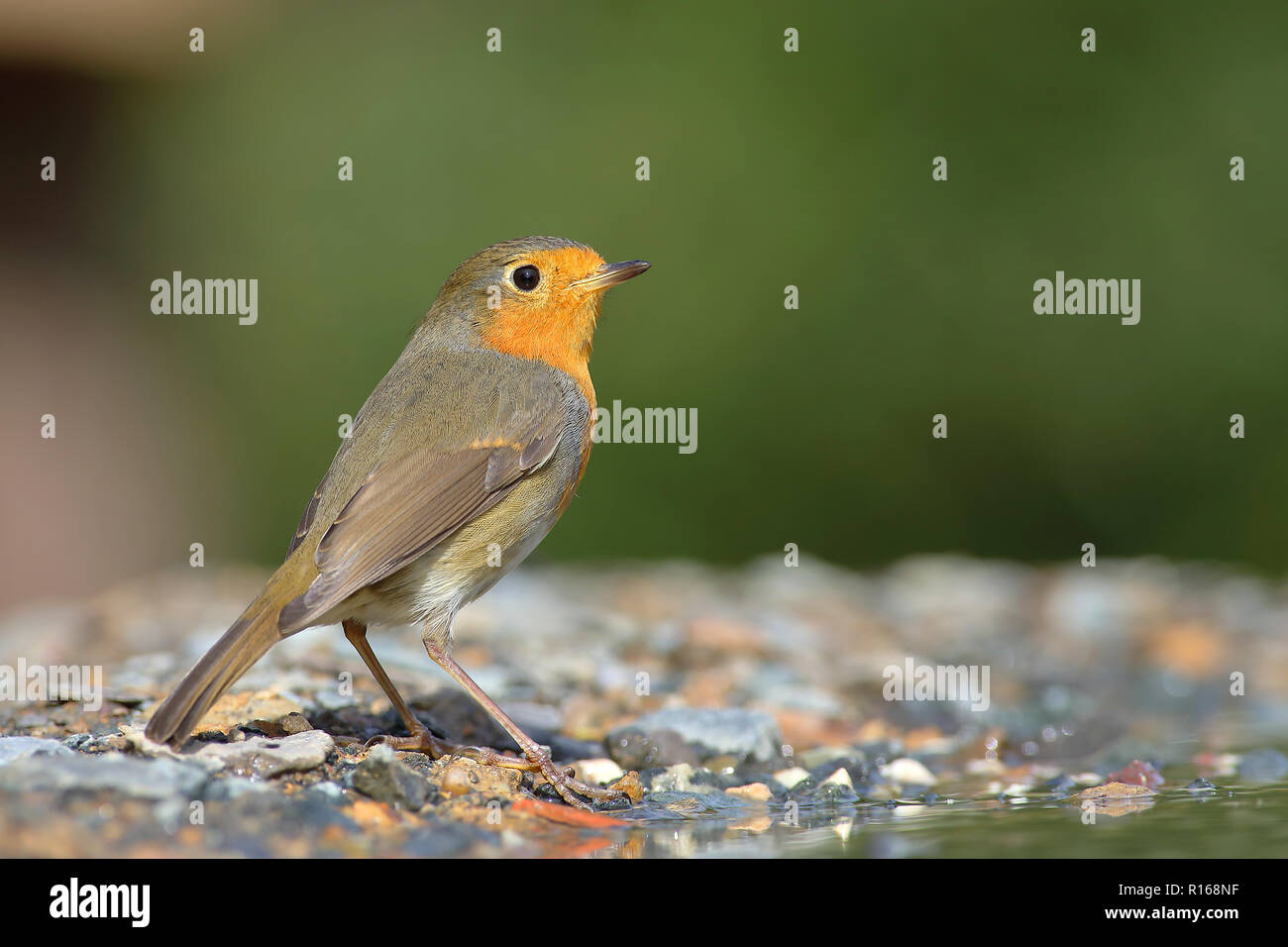 Vogel Schriftart Stockfotos Und Bilder Kaufen Alamy