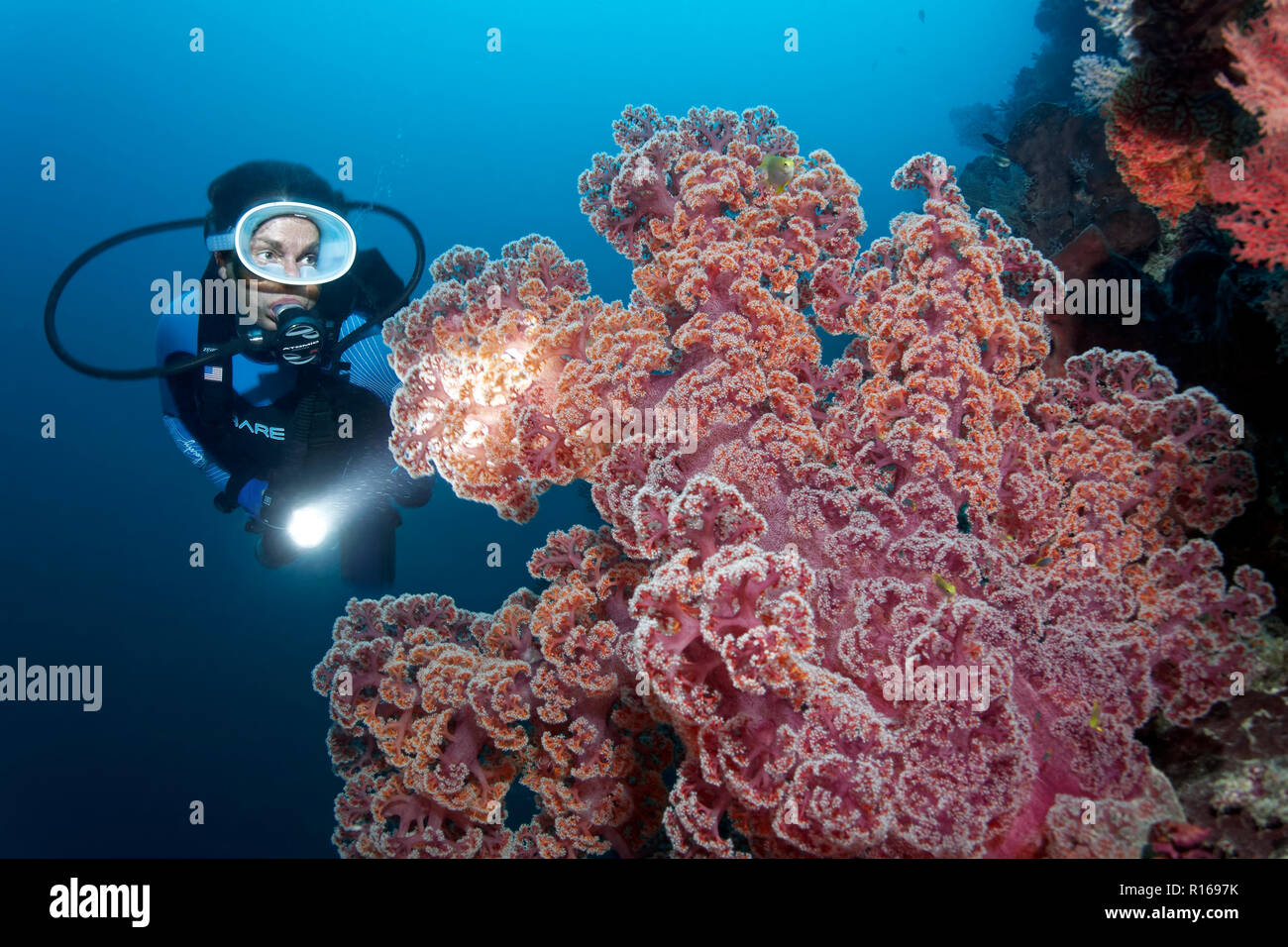 Taucher mit Lampe gesehen große weiche Korallen (Dendronephthya mucronata), Rot, Great Barrier Reef, Pazifik, Australien Stockfoto