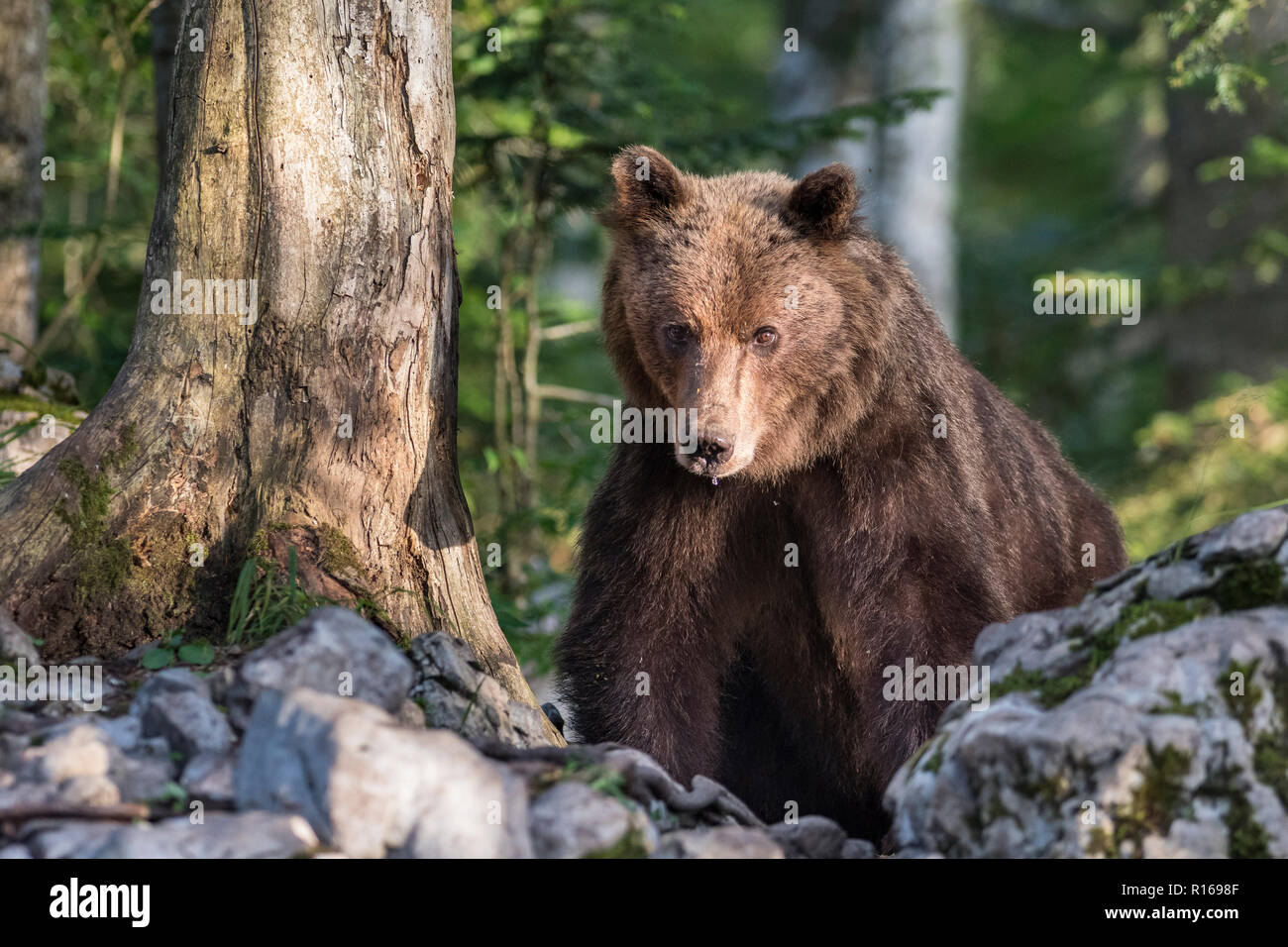 Europäische Braunbär (Ursus arctos arctos) im Karst Wald, Notranjska Region, die Dinarischen Alpen, Slowenien Stockfoto