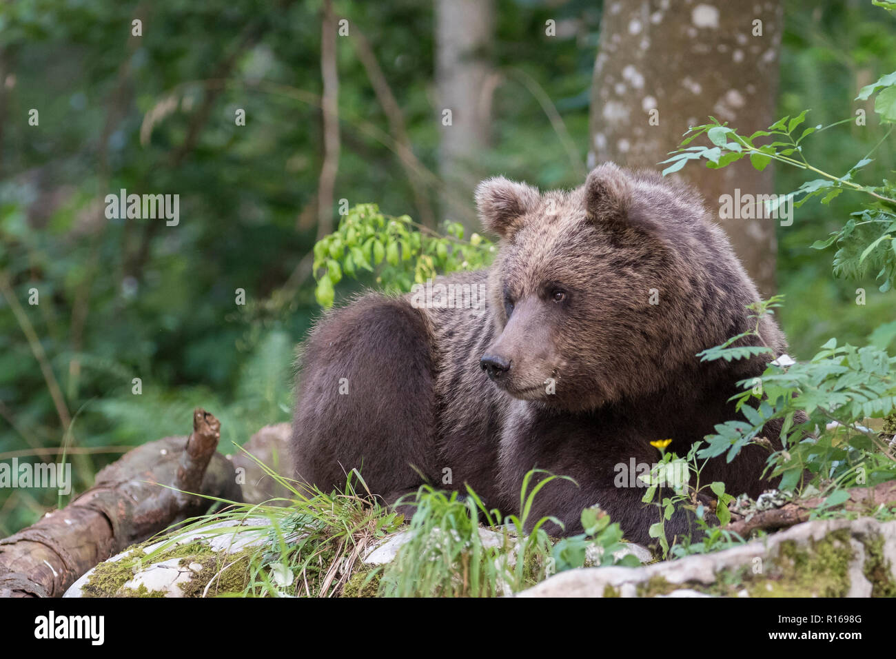 Europäische Braunbär (Ursus arctos arctos) in Wald, Notranjska Region, die Dinarischen Alpen, Slowenien Stockfoto