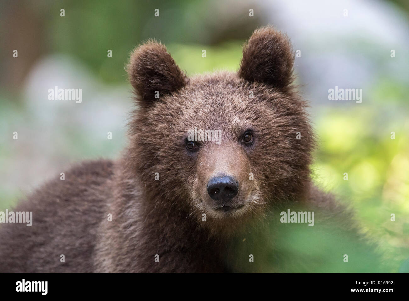 Europäische Braunbär (Ursus arctos arctos), Portrait eines jungen Tier, Notranjska Region, die Dinarischen Alpen, Slowenien Stockfoto