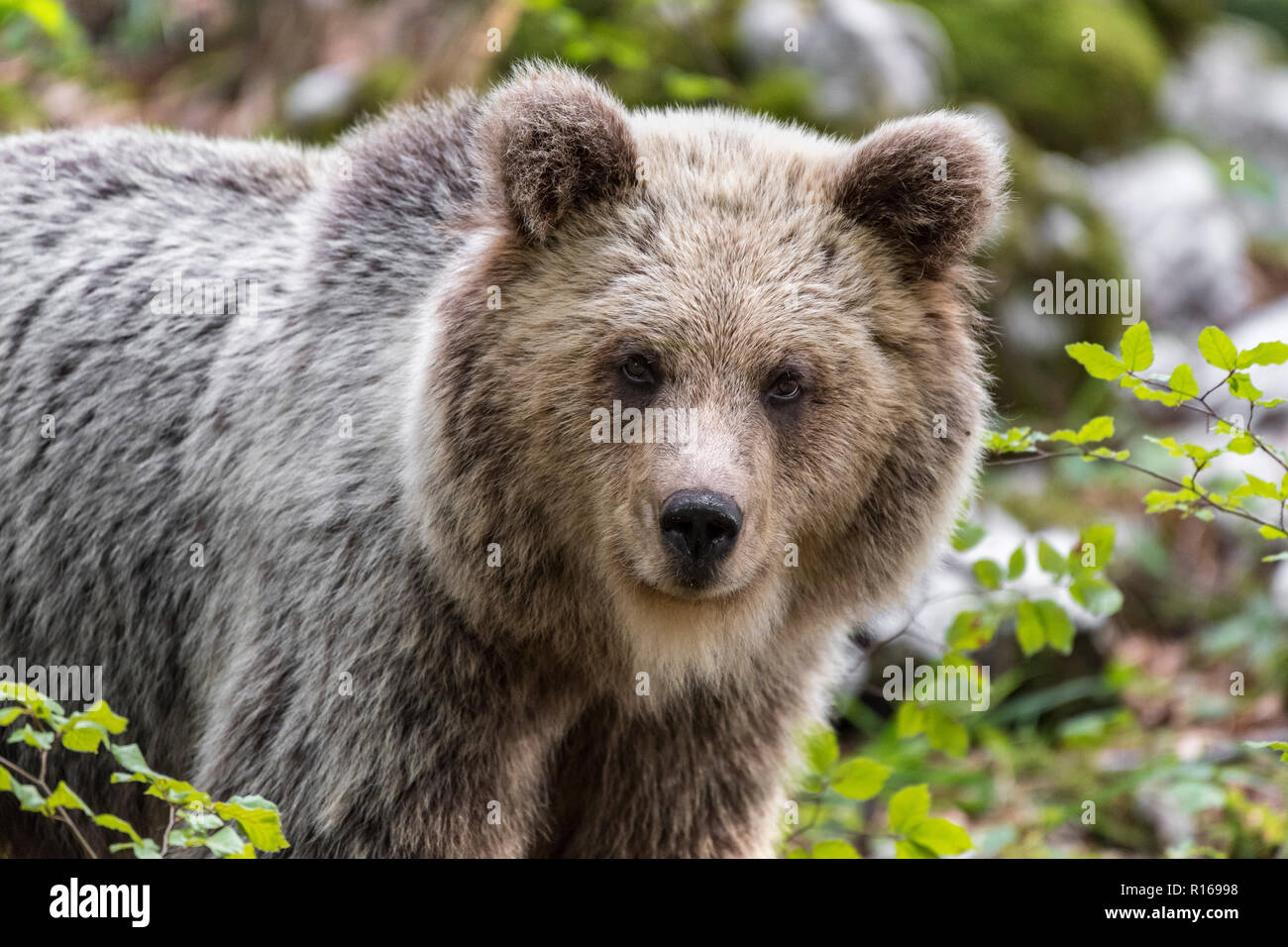 Europäische Braunbär (Ursus arctos arctos), Porträt, Notranjska Region, die Dinarischen Alpen, Slowenien Stockfoto