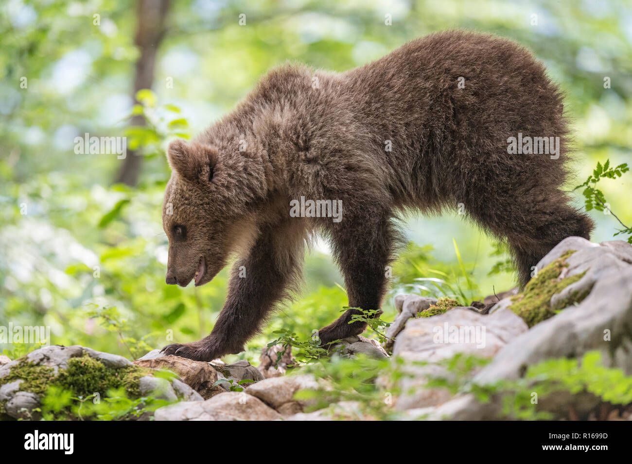 Europäische Braunbär (Ursus arctos arctos) junge Tier im Wald, in der Region Notranjska, Dinarischen Alpen, Slowenien Stockfoto
