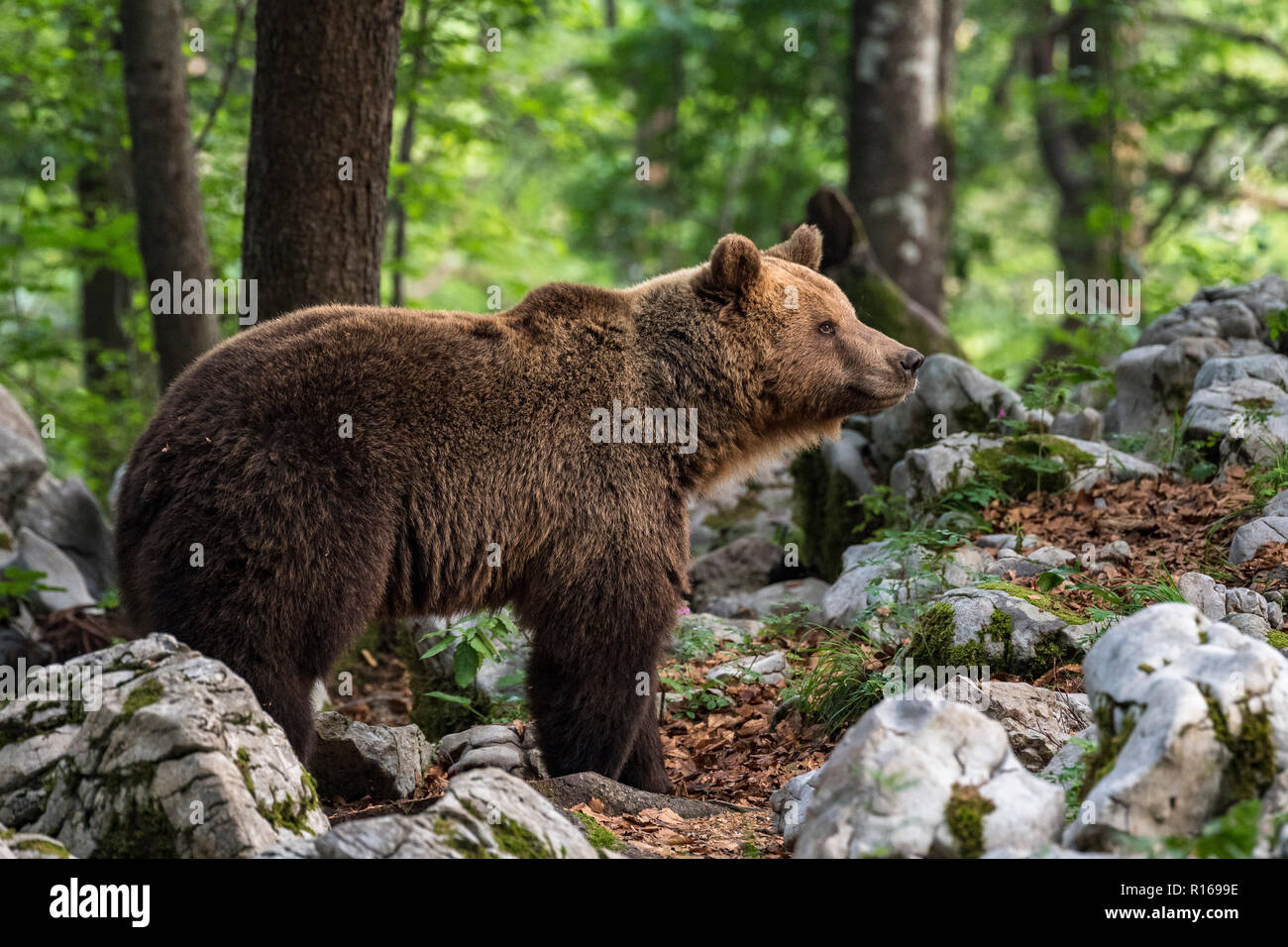 Europäische Braunbär (Ursus arctos arctos) im Karst Wald, Notranjska Region, die Dinarischen Alpen, Slowenien Stockfoto