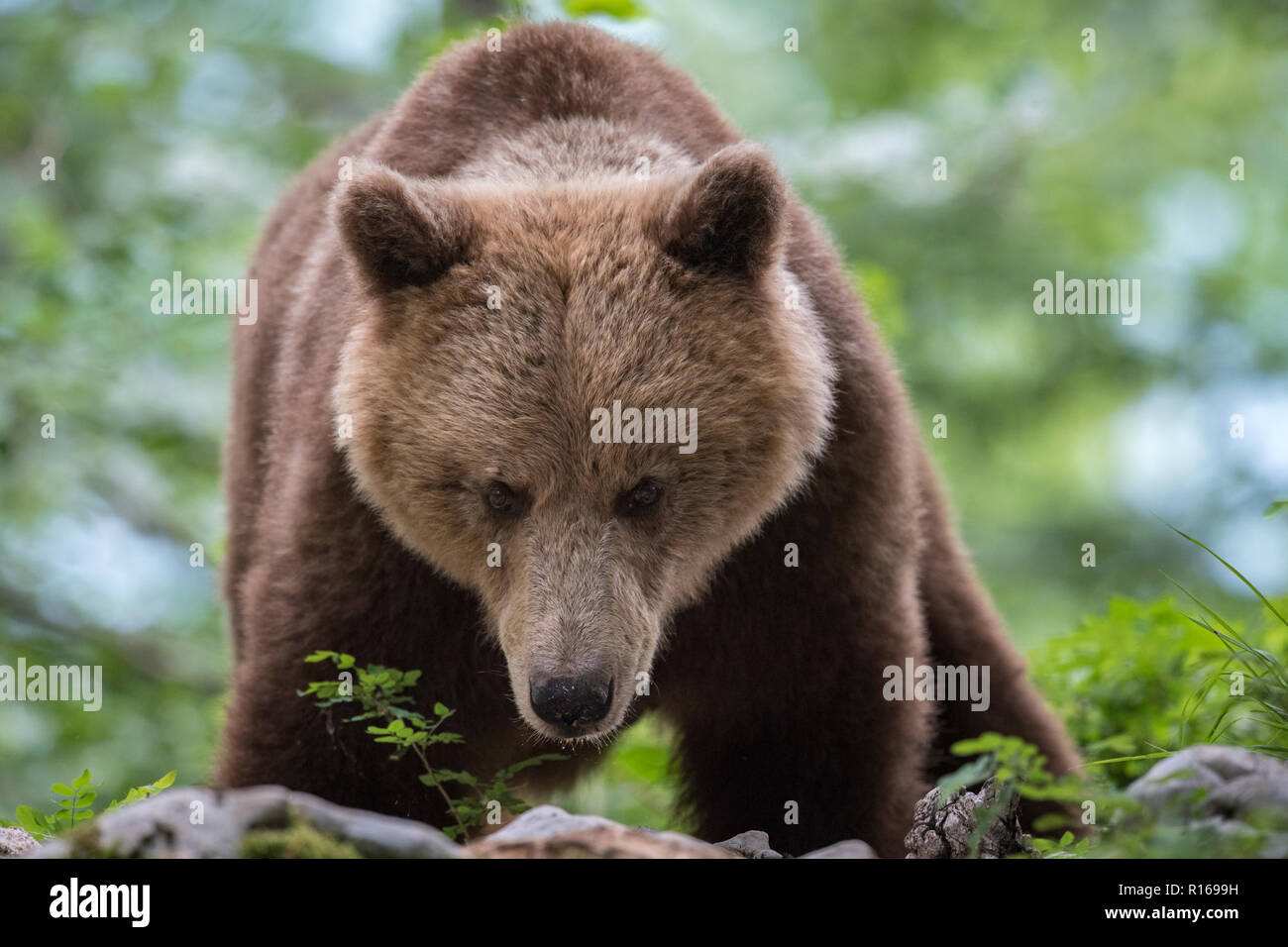 Europäische Braunbär (Ursus arctos arctos) in Wald, Notranjska Region, die Dinarischen Alpen, Slowenien Stockfoto